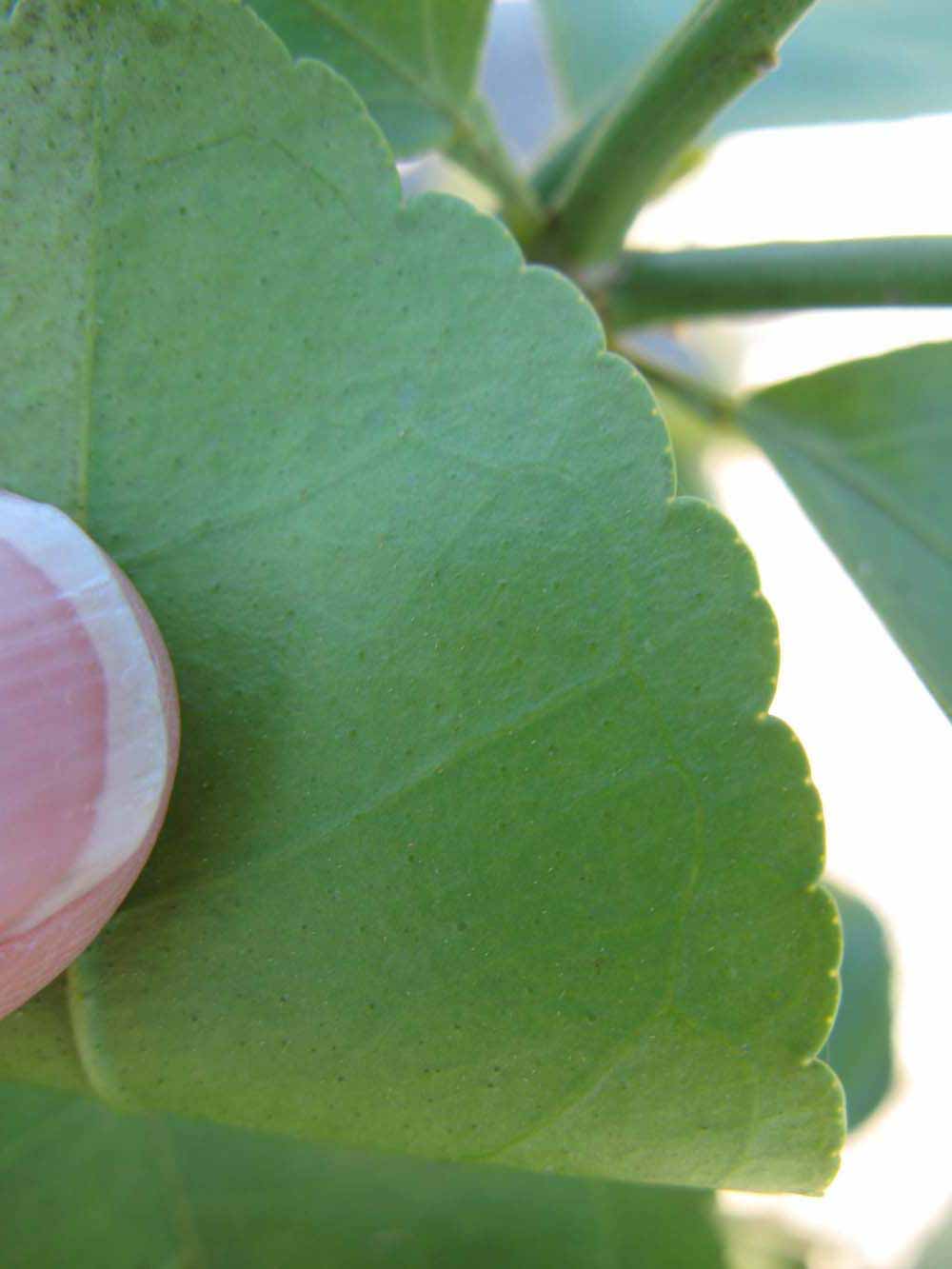              Margin (Winter Haven, FL)       